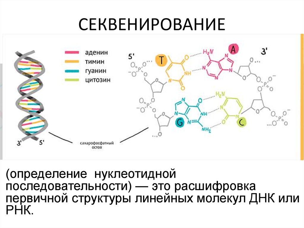 Секвенирование днк презентация