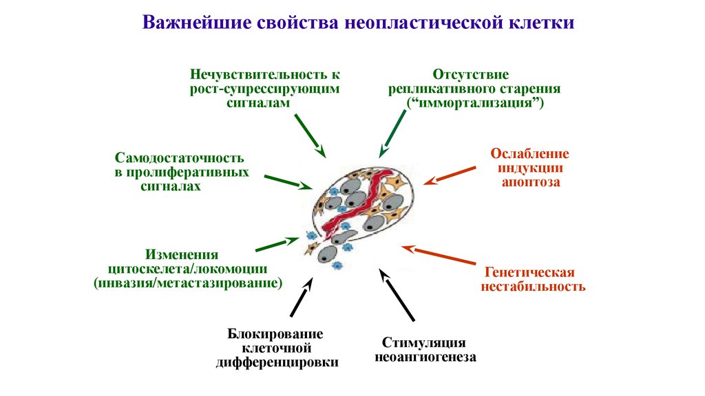 Биологические свойства клетки. Свойства неопластических клеток патофизиология. Характерные свойства опухолевых клеток. Злокачественная трансформация клеток. Основное свойство опухолевой клетки.