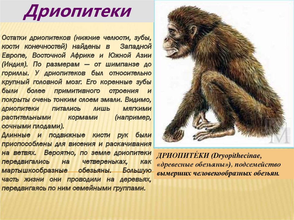 Образ жизни человекообразных обезьян. Дриопитек описание. Дриопитек древесная обезьяна. Дриопитек прямохождение. Дриопитеки Эволюция.
