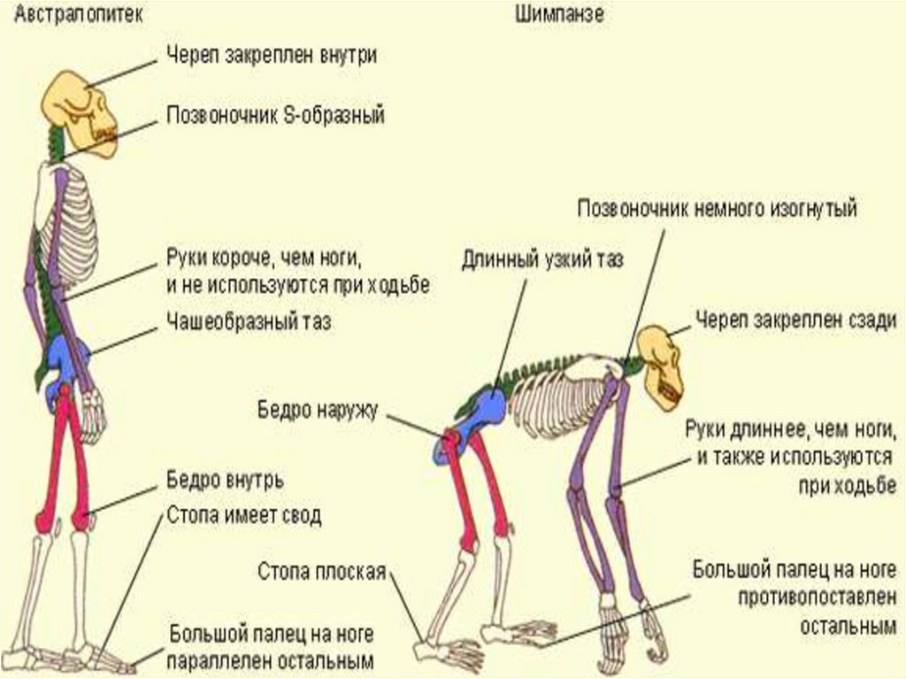 Шимпанзе передняя конечность. Строение тела приматов. Позвоночник австралопитеков. Внутреннее строение обезьяны. Австралопитек и шимпанзе сравнение.