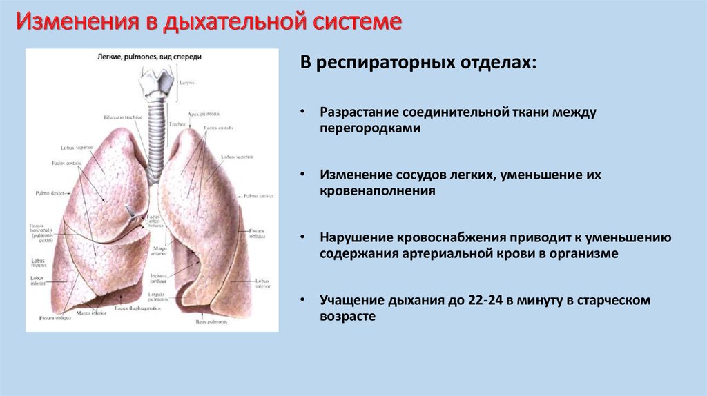 Особенности дыхательной системы. Возрастные изменения органов дыхания. Изменение в системе органов дыхания при старении. Изменения дыхательной системы в старческом возрасте. Возрастные изменения органов дыхания у пожилых людей.