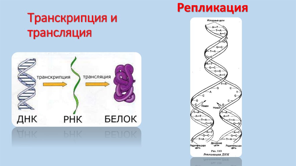 Транскрипция трансляция биосинтез. Биосинтез белка репликация транскрипция трансляция. Процессы транскрипции и трансляции в биологии. Биосинтез белка транскрипция рисунок. Транскрипция трансляция репликация белка.