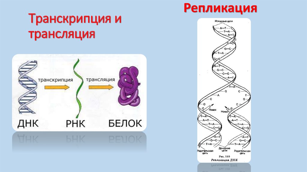 Трансляция белка схема