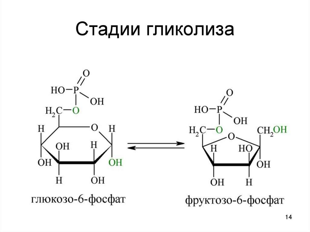 Этапы гликолиза. Схема гликолиза биохимия. Стадии гликолиза биохимия. Гликолиз мальтозы.