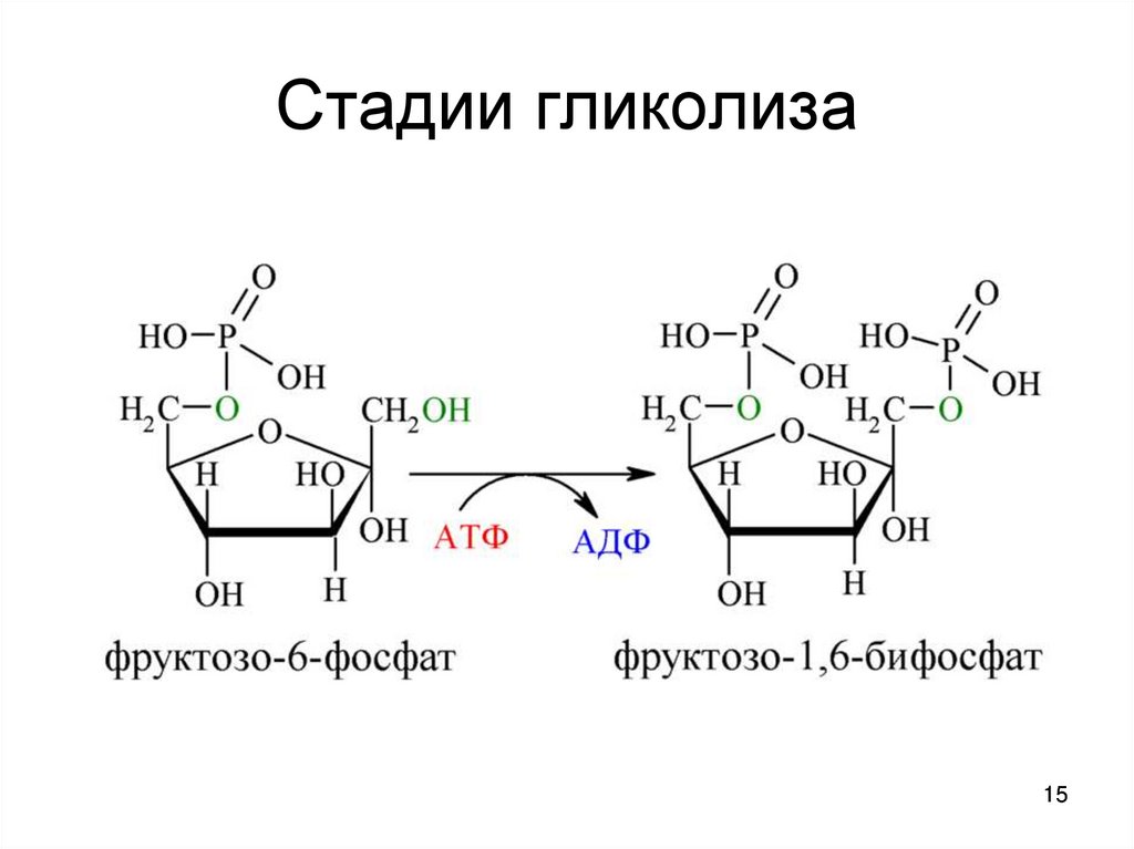 Катаболизм гема схема