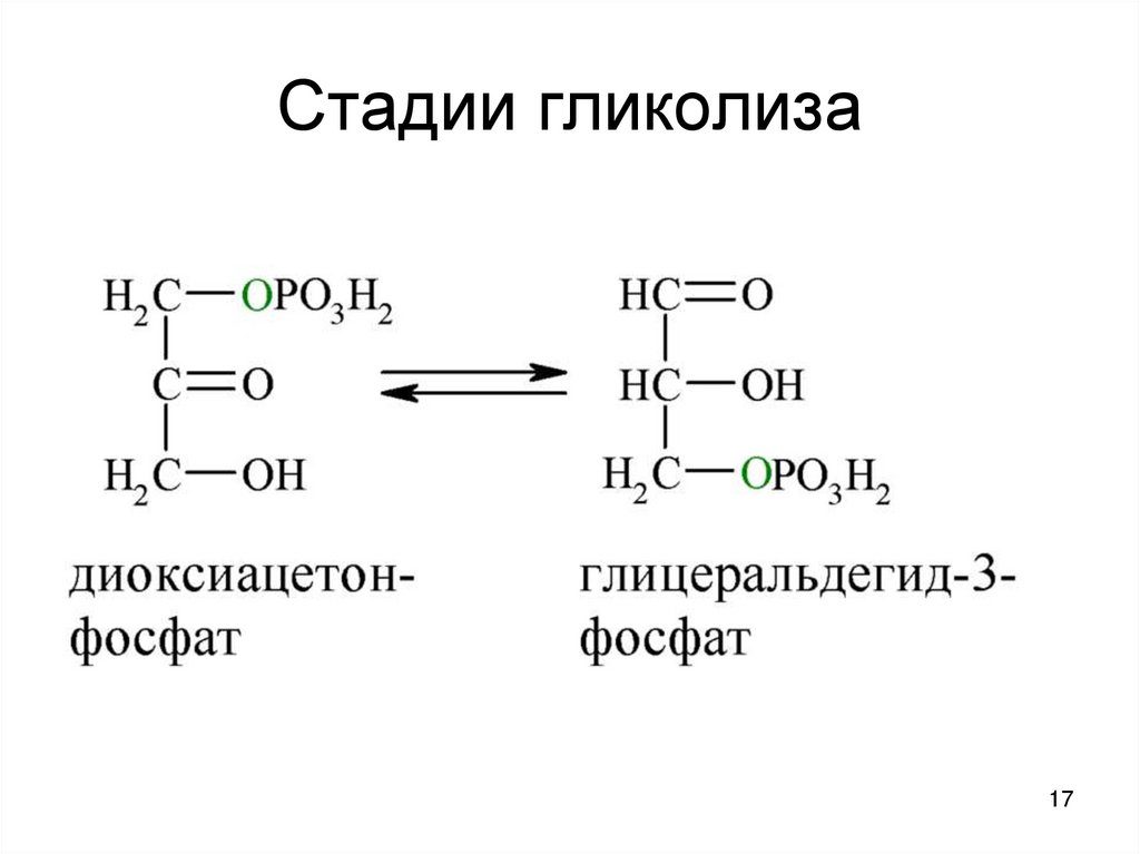 Этапы гликолиза. Схема второй стадии гликолиза. Стадии гликолиза и ферменты. Протекание гликолиза кольцевые