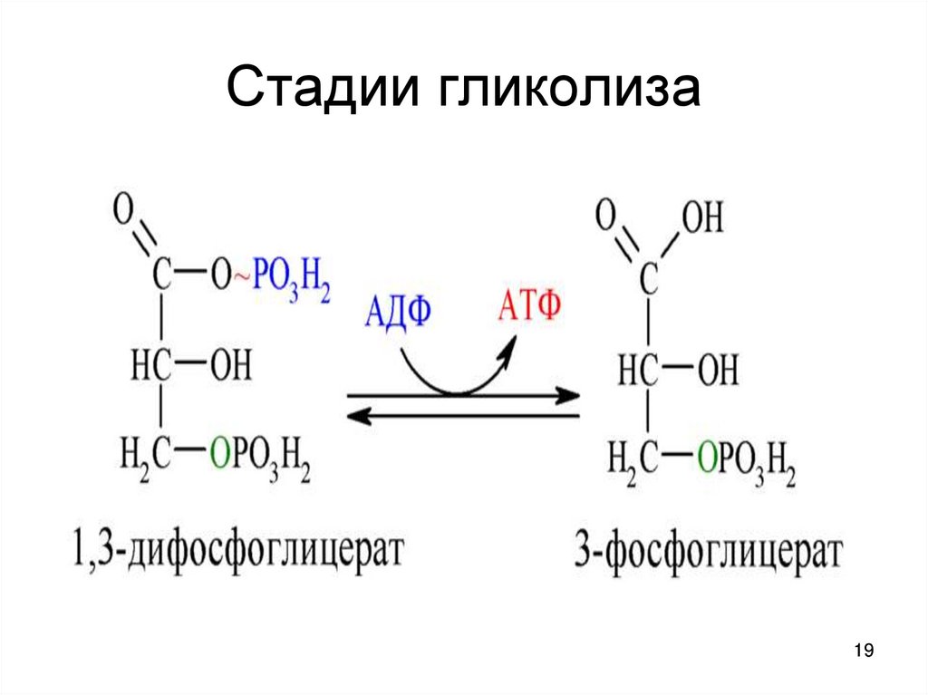 Катаболизм гема схема