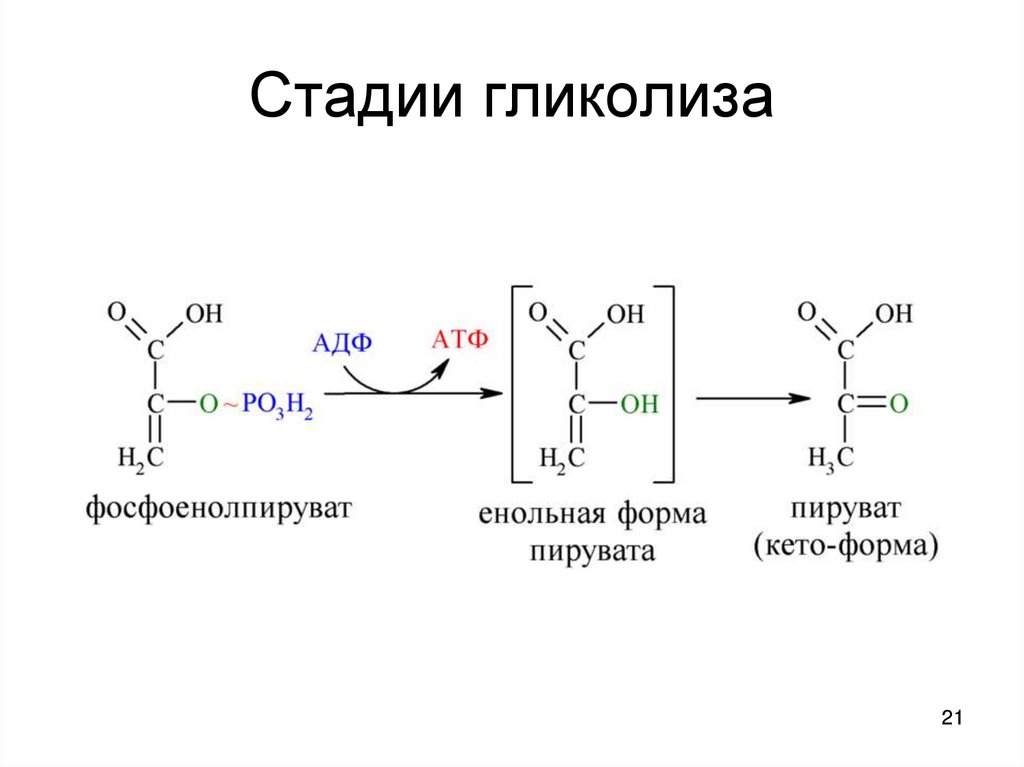 Гликолиз какой этап. Ретроингибирование гликолиз. Катаболизм коллагена биохимия схема. 1 Стадия гликолиза. Процесс гликолиза формула.