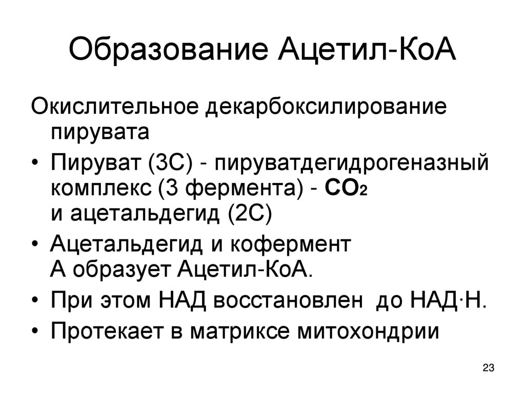 Образование ацетил кофермента а образование атф