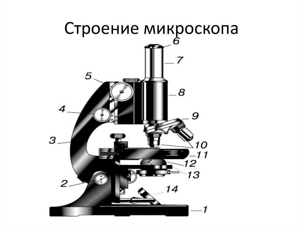 Каждая часть микроскопа. Световой микроскоп строение. Строение микроскопа 6 класс. Строение микроскопа 6 класс биология. Схема устройства светового микроскопа.