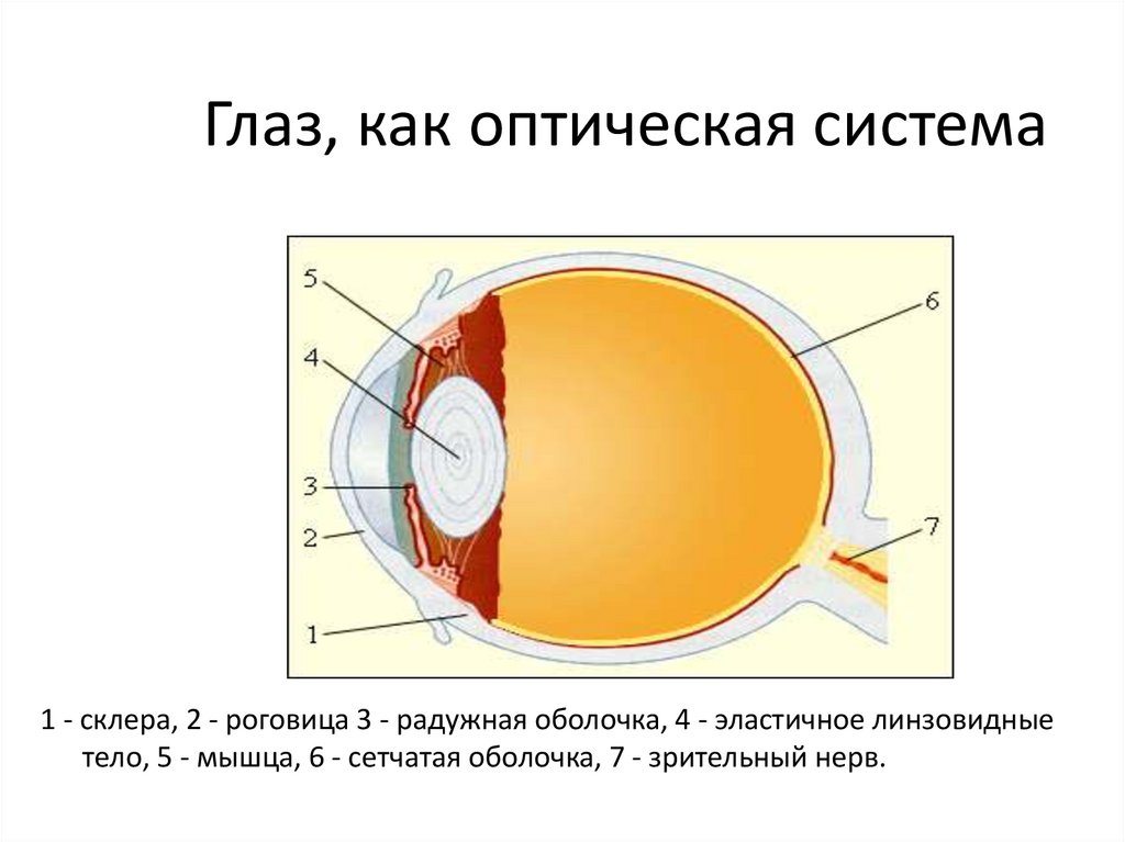 Глаз и зрение физика 9