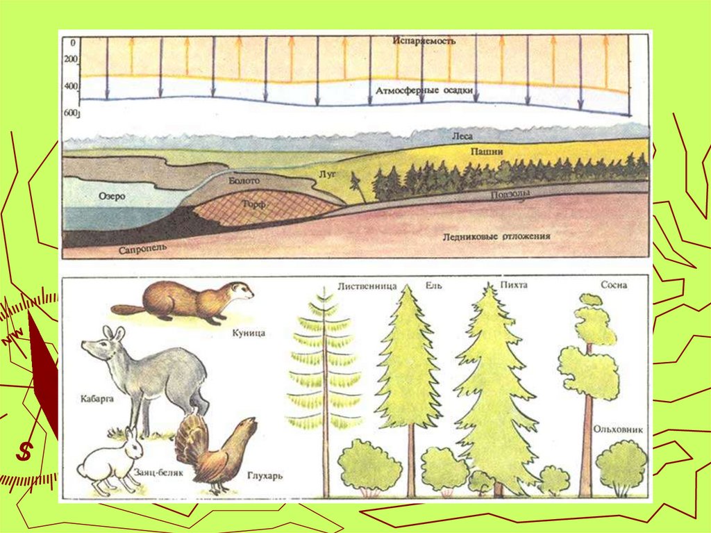 Климат в жизни животных и растений рисунки