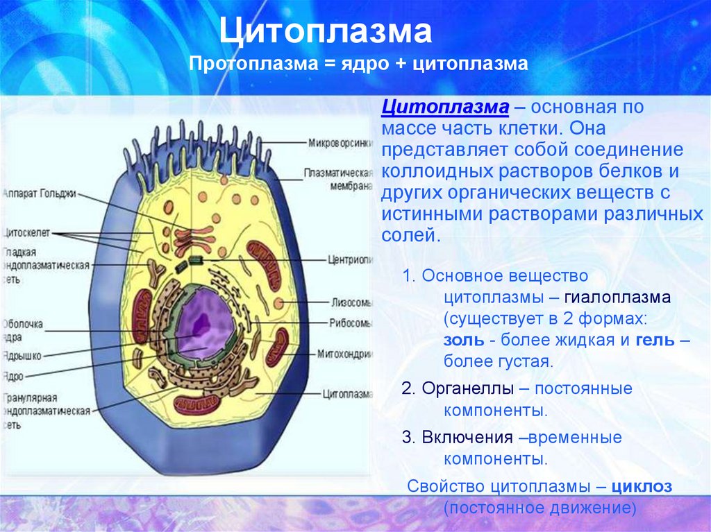 Клетка имеет цитоплазму