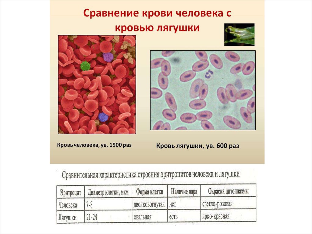 Рассмотрите микрофотографии 1 и 2 с изображением эритроцитов человека и лягушки