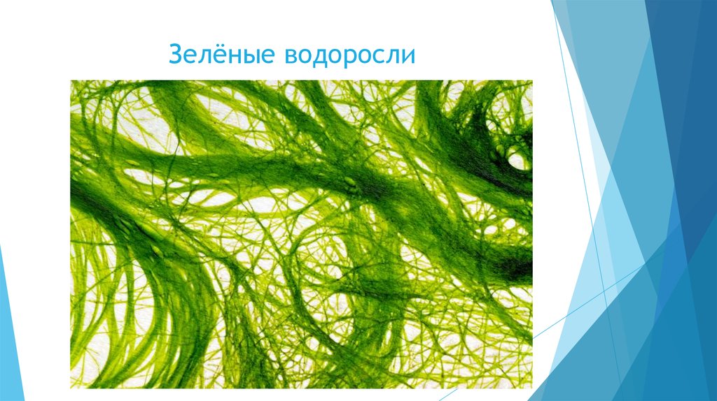 Водоросли 7 класс биология. Зеленые водоросли растения биология. Зеленые водоросли 5 класс биология. Зеленые водоросли презентация. Зелёные водоросли представители.