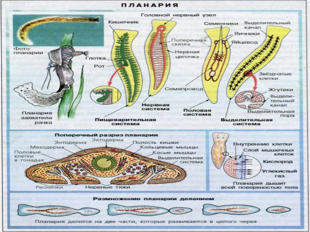 Паразитический червь пищеварительная система. Плоские черви строение планарии. Строение паразитических плоских червей. Строение плоских червей 7 класс биология. Строение систем плоских червей.