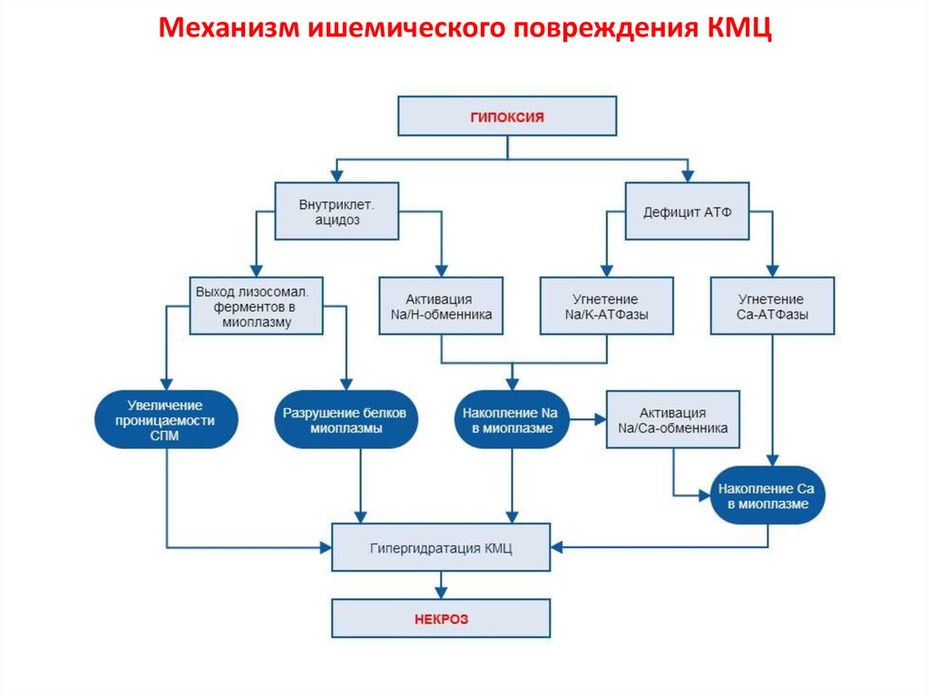 Коронарная недостаточность патофизиология презентация