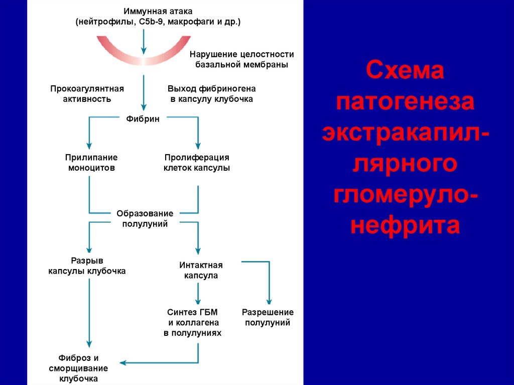 Механизм возникновения представлений. Механизм развития гломерулонефрита. Патогенез гломерулонефрита схема. Механизмы развития иммунологически обусловленного гломерулонефрита. Прокоагулянтная активность.