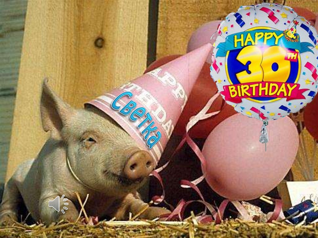День рождения свиньи