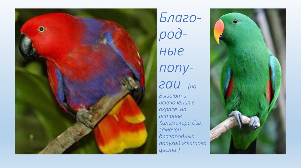Благо-род-ные попу-гаи (но Бывают и исключения в окрасе: на острове Хальмахера был замечен благородный попугай желтого цвета.)