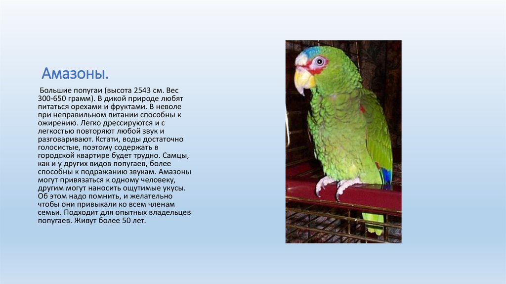 Текст описание про попугая. Сведения о попугаях. Описание попугая. Попугай характеристика. Попугай информация для детей.