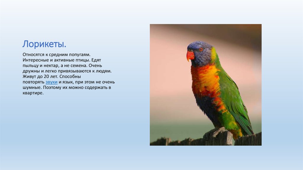 В зоопарке живут 5 видов попугаев. Описание попугая. Попугай краткое описание. Презентация про попугаев для дошкольников. Доклад про попугая.