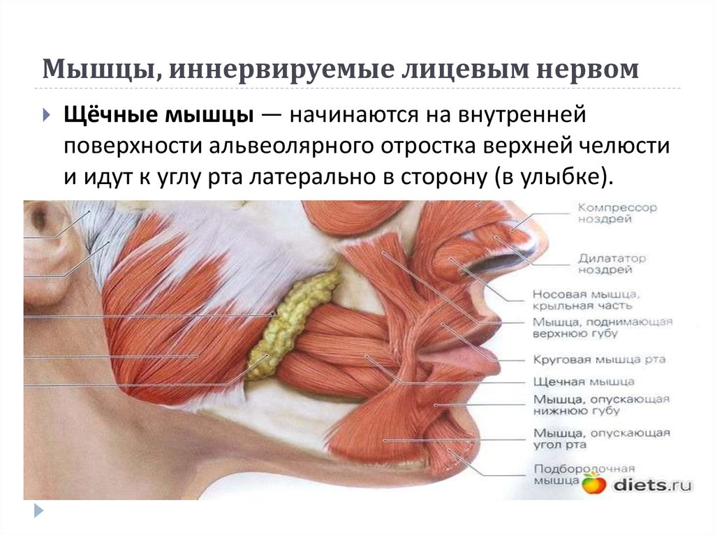 Иннервирует кожу и скелетные мышцы соматическая