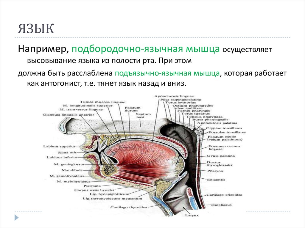 Потянул языке. Подбородочно-язычная м. Подбородочно язычная мышца. Подпорояно-языяная мышца.