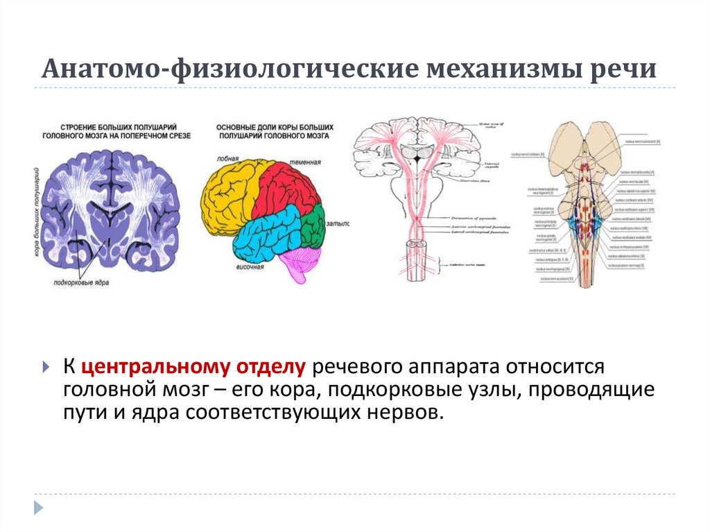 Головной мозг и нервы образуют. Периферические механизмы речи. Таблицы «анатомо-физиологические основы речи».. Анатомо-физиологические механизмы речи таблица. Анатомо-физиологические аспекты речевой деятельности.