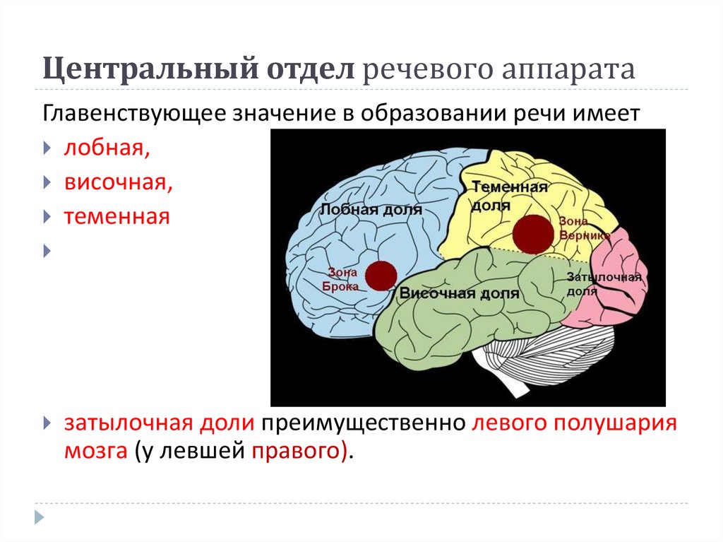 Голосовой отдел включает