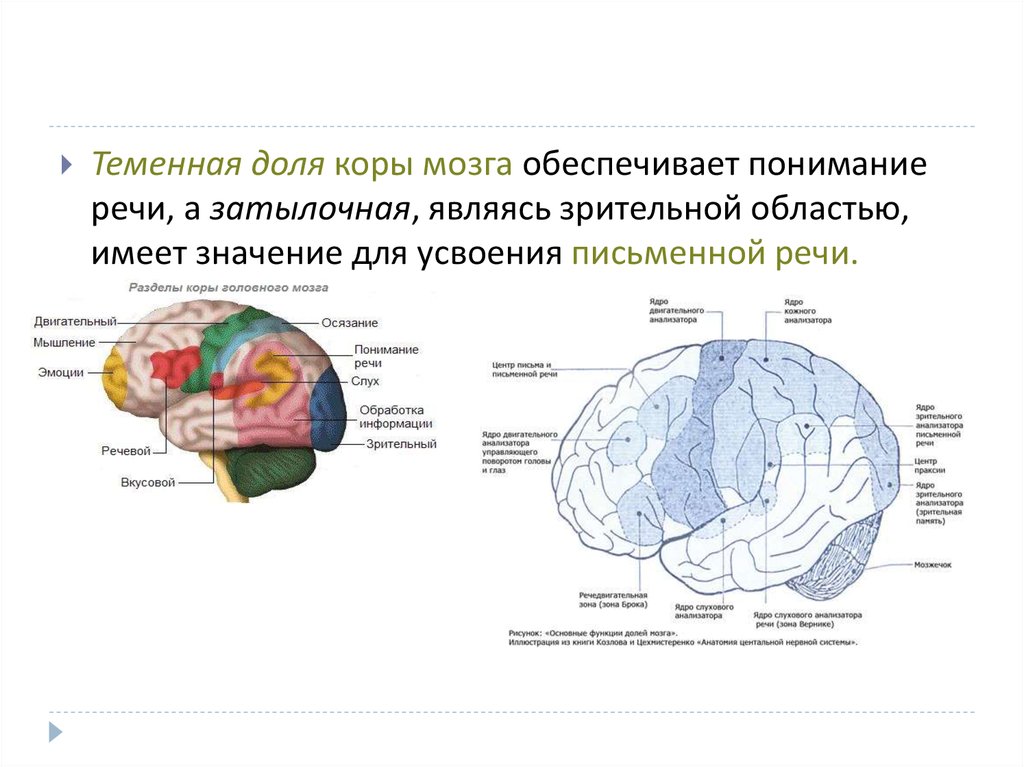 Значения коры мозга. Доли коры мозга. Речевые доли мозга. Затылочная и теменная зона коры.