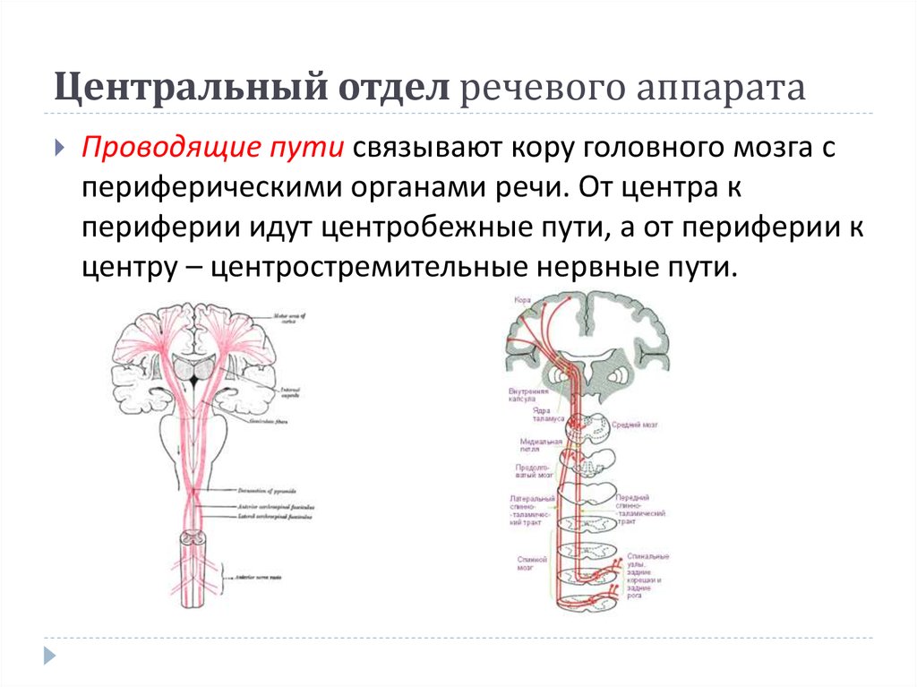 Проводящие системы головного мозга