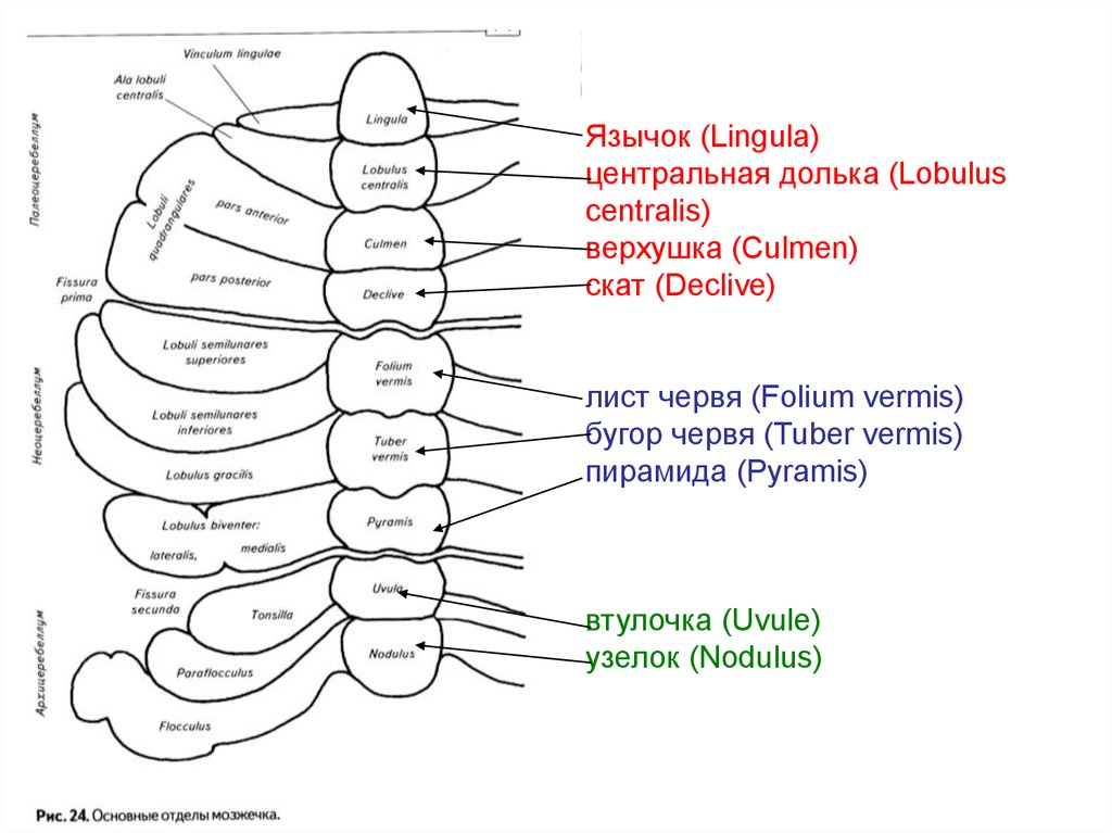 Ядра мозжечка схема