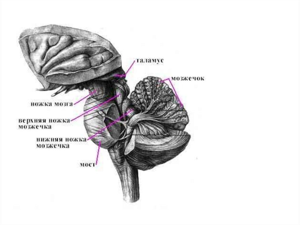 Мозжечок на рисунке обозначен под цифрой
