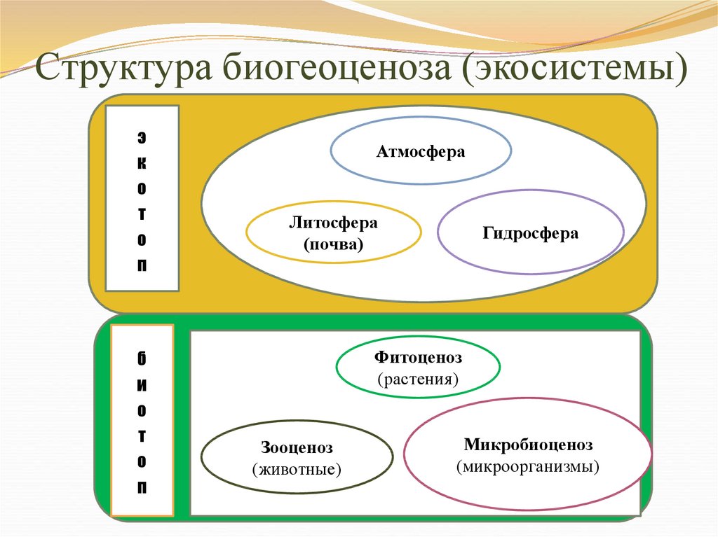 Презентация на тему структура экосистем