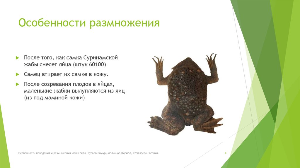Развитие серой жабы. Размножение жаб. Размножение лягушек. Особенности размножения лягушек. Размножение серой Жабы.