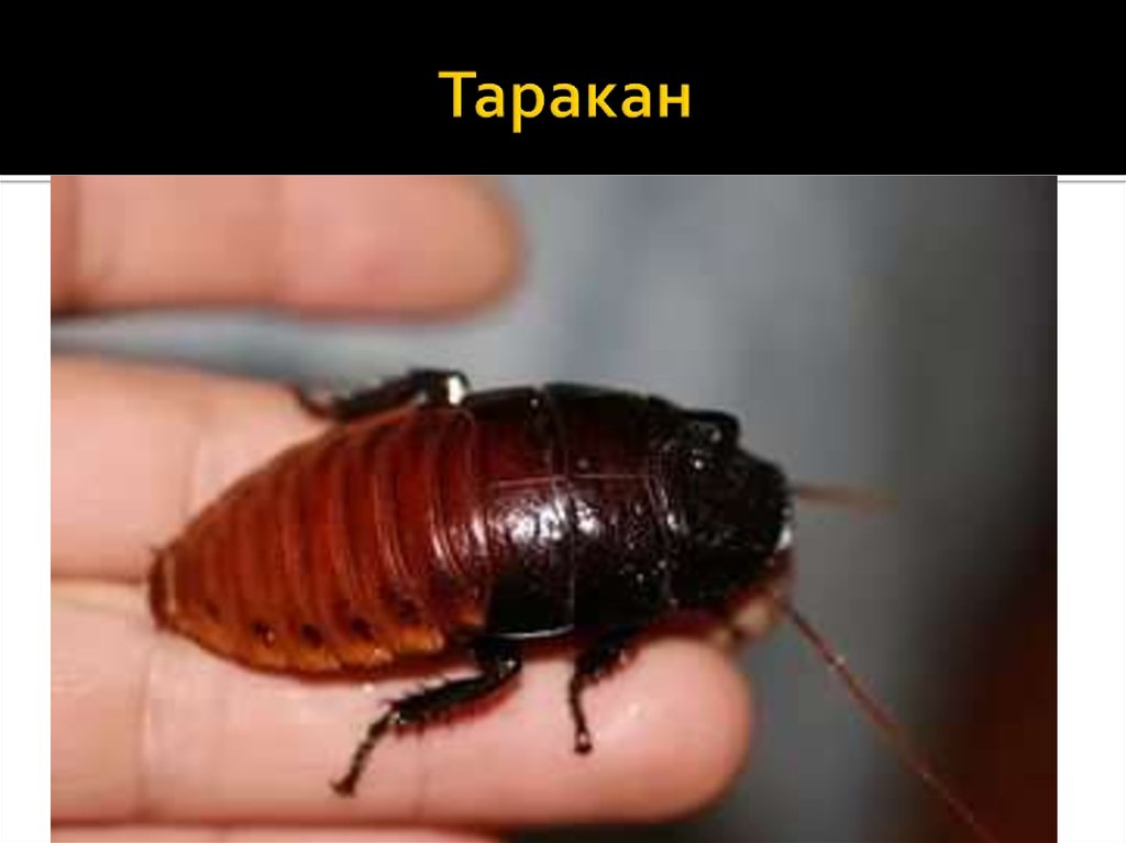 Таракан