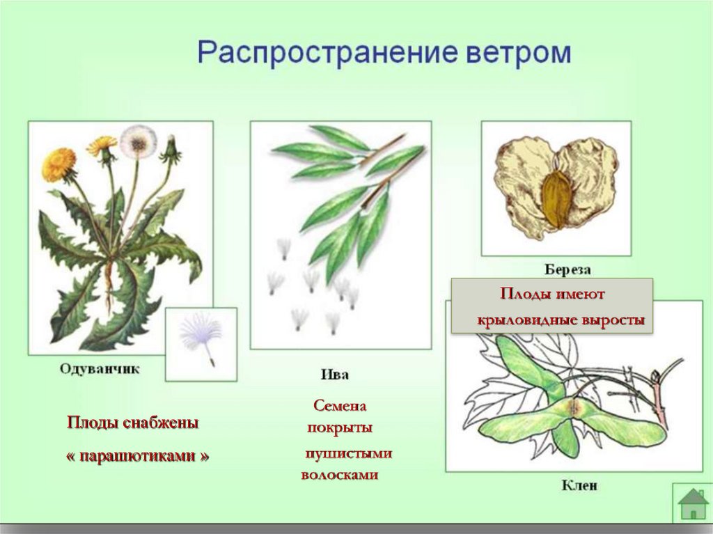 Способ распространения плодов