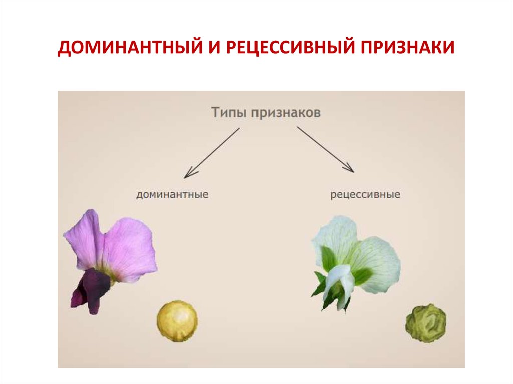 Какие признаки называют доминантными