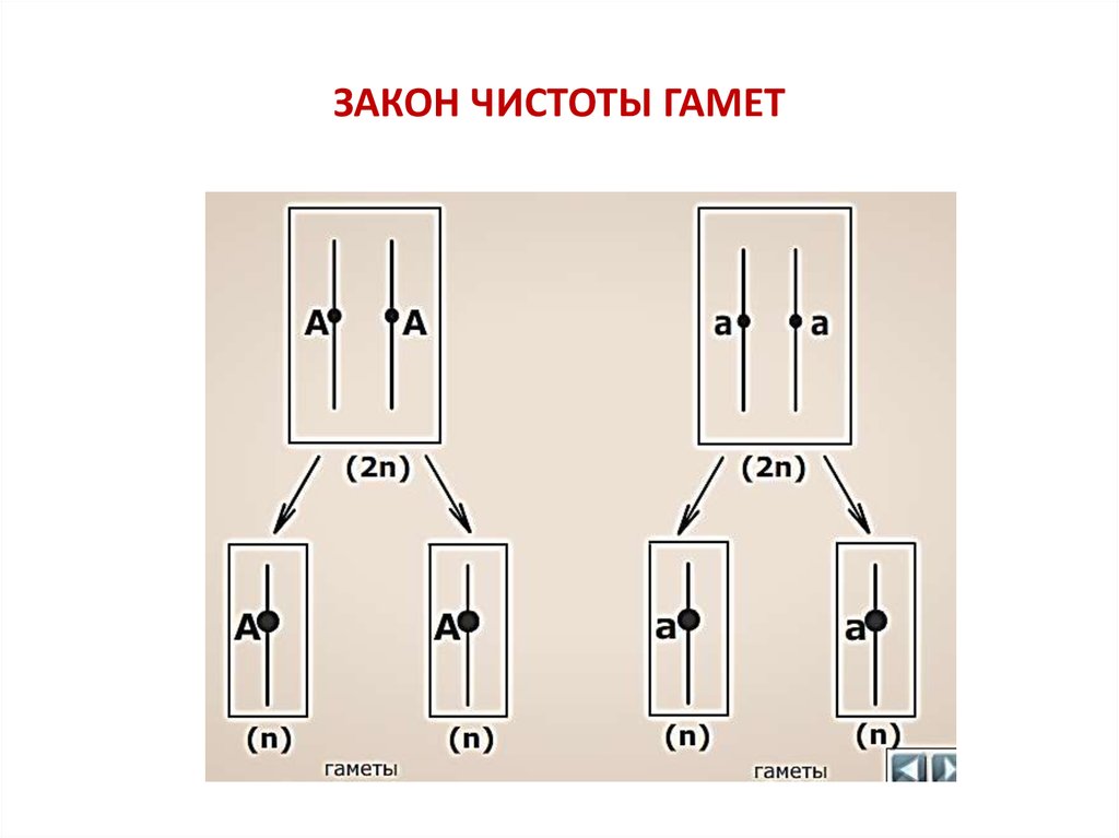 Закон чистоты гамет схема