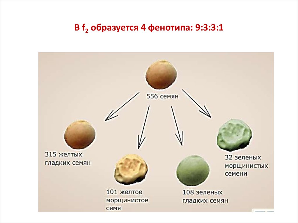 В f2 образуется 4 фенотипа: 9:3:3:1