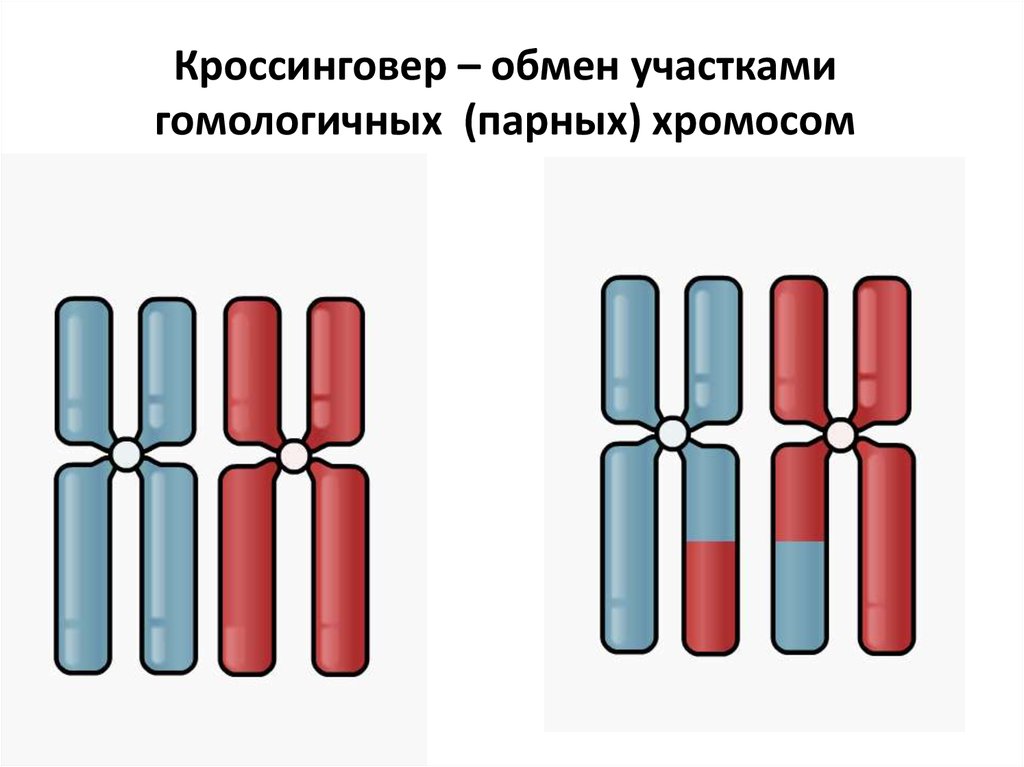 Кроссинговер – обмен участками гомологичных (парных) хромосом
