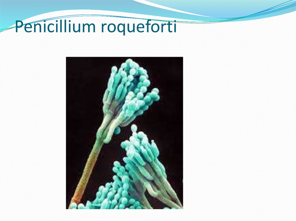 Penicillium roqueforti