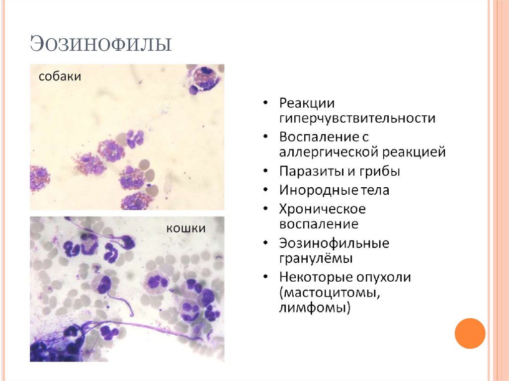 Эозинофилы иммуноглобулин