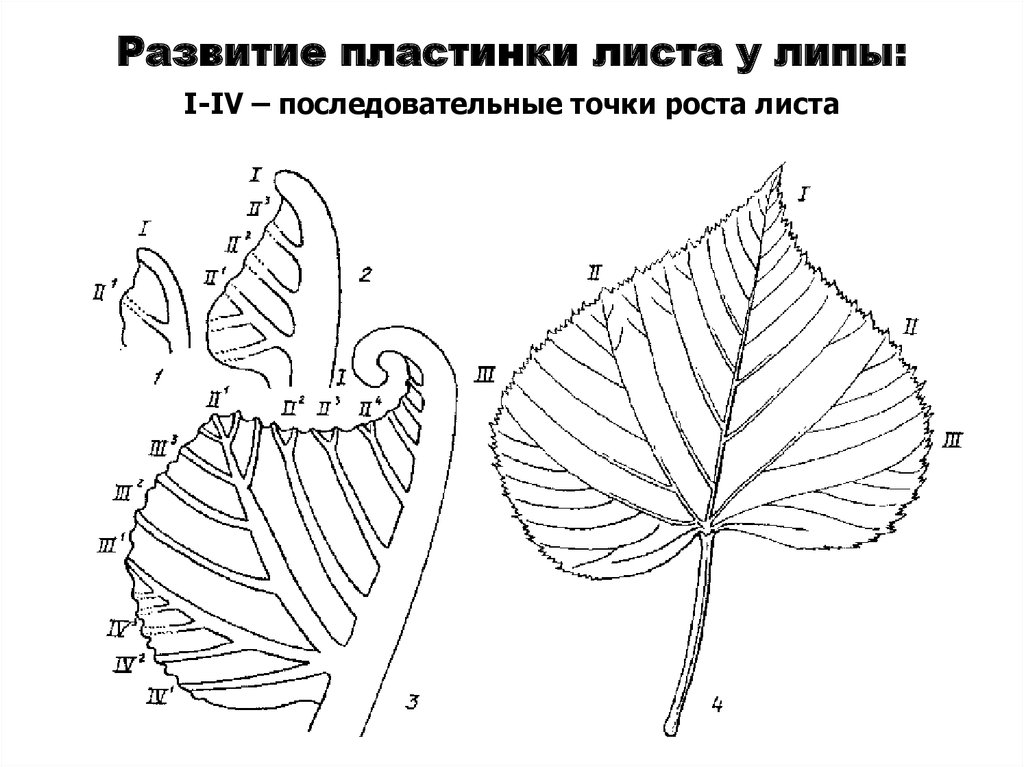 Развитие листа. Форма листовой пластинки липы. Липа край листовой пластинки. Форма листовой пластины у липы. Крайлисттвой плачтинки у липы.