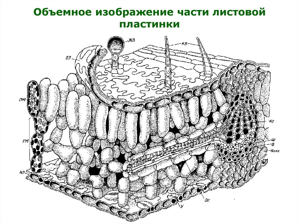 Строение листовой пластинки рисунок с обозначением