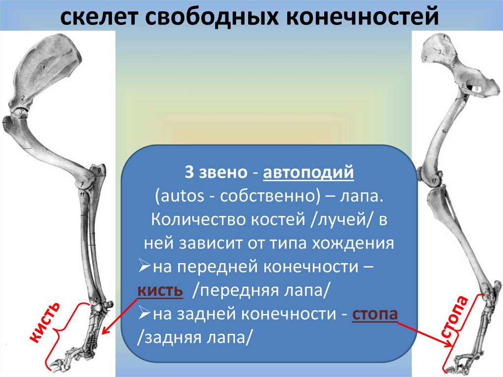 Скелет конечностей у птиц состоит из. Автоподий задней конечности. Скелет передней конечности. Скелет свободных конечностей животных. Скелет конечностей КРС.