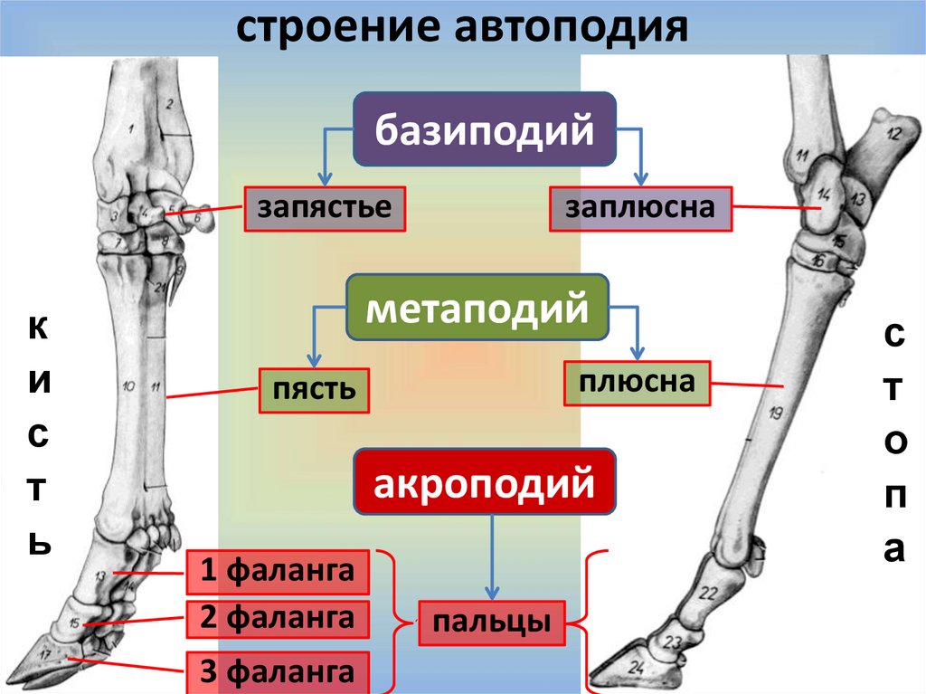 Скелет конечностей собаки. Плюсневая кость коровы строение. Кость плюсны строение. Строение кости плюсны лошади. Кости плюсны собаки анатомия.