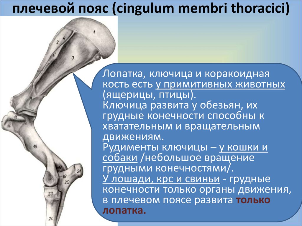 Кость грудной конечности. Строение плечевого пояса лошади. Плечевой пояс животных. Плечевой пояс анатомия животных. Скелет плечевого пояса лошади.