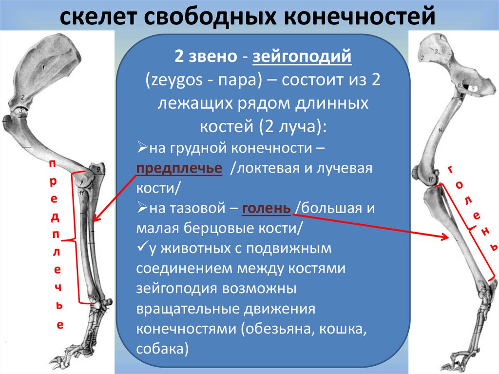 Из каких звеньев состоит. Зейгоподий грудной конечности коровы. Соединение костей тазовой конечности у животных. Скелет свободных конечностей животных. Скелет свободной тазовой конечности.